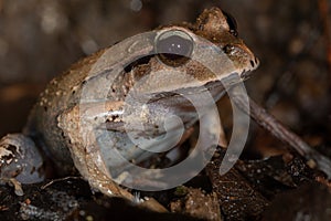Fletcher`s Frog Lechriodus flechteri photo