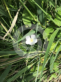 Fleur blanche photo