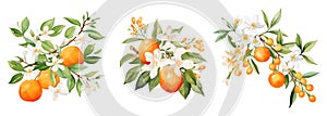 Fleur d'orange branches with oranges and flowers. Watercolor floral elements, decorative fruits and blossom. Trendy