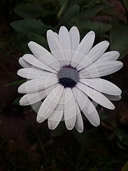 Fleur photo
