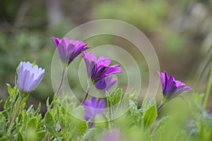 Fleurs de printemps