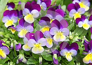 Fleurs de Viola cornuta aux coloris Ã©clatants