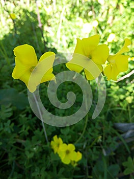 Fleurs jaunes photo