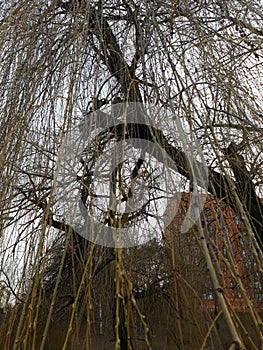 Flexible branches of a willow tree against a blue sky.