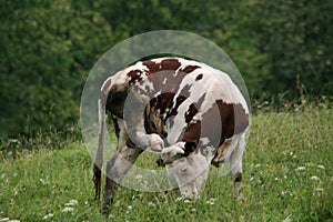 Flexible cow