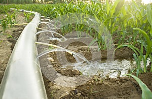 Flexible irrigation tubing system a sunny hot day