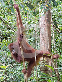 Flexible young orangutan hanging on a thin tree Kumai, Indonesi