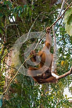 Flexible Young orangutan hanging upside down at the time of the
