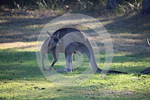 Flexing Grey Kangaroo