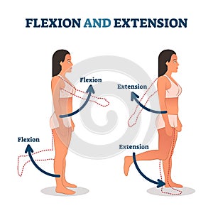 Flexion and extension vector illustration. Anatomical movement description.