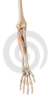 The flexor carpi radialis