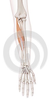 The flexor carpi radialis