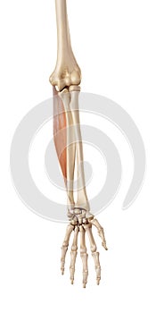 The flexor carpi ulnaris