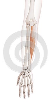 The flexor carpi ulnaris