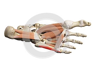 The flexor digiti minimi brevis