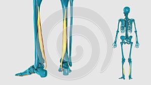 Flexor digitorum longus on a white background - 3D model