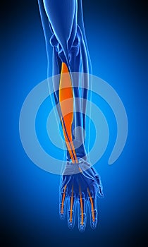 The flexor digitorum profundus