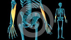 Flexor digitorum superficialis - 3D model