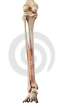 The flexor hallucis brevis