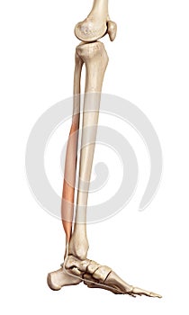 The flexor hallucis brevis