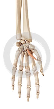 The flexor pollicis brevis