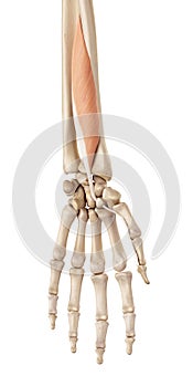 The flexor pollicis longus