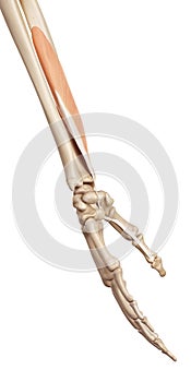 The flexor pollicis longus