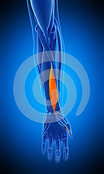 The flexor pollicis longus