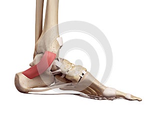 The flexor retinaculum