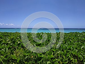 Flic en flac sea ocean beach Overseas water hyacinth