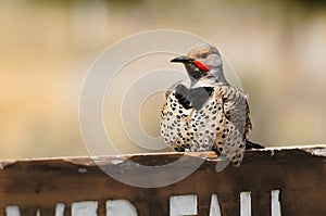 Flicker bird