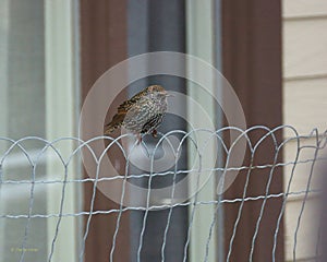 Flicker on A Wire Fence