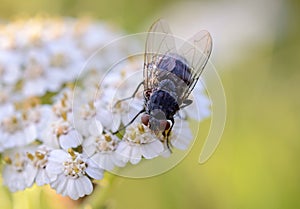 Fliege - Nahaufnahme photo