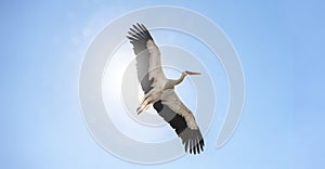 Fliegender Storch vor blauem Himmel photo