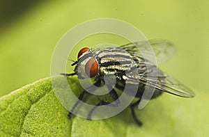 Flies photo