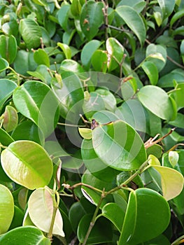 The flies above the plant photo