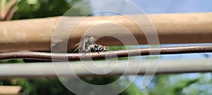 flies are breeding on the bamboo