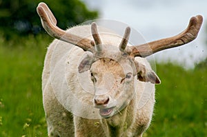 An albino fallow deer