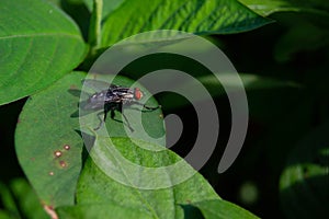 close up of a fly landing on a leaf