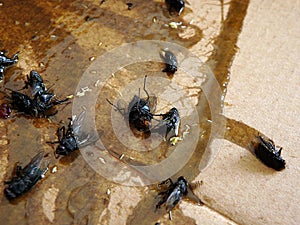 Flies caught on sticky fly paper trap