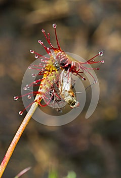 Flies caught by Sundew