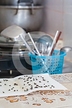 Flies caught on white sticky fly paper