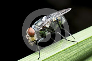 Flies cause diseases