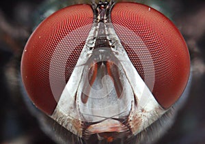 Flies close up eyes insect macro photography