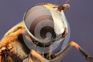 Flies Close up view Macro Photography insect detail