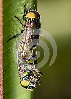 Flies in copulation extreme close up photo