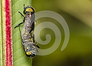 Flies in copulation extreme close up photo