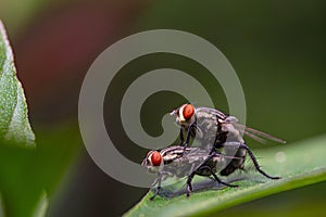flies couple making love on the green leaf