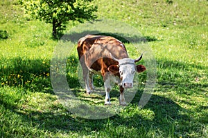 Flies covered cow, shackled with metal chain, grazing on spring