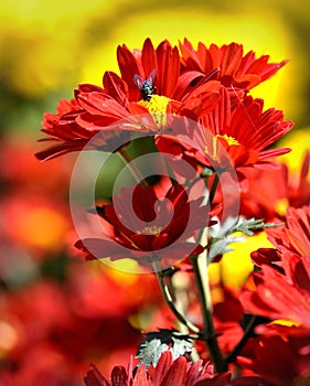 Flies, Daisy flowers